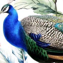 jungle chic eden day