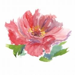 gardenlife cabbage rose multi detail