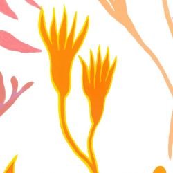 coastal kangaroo paw white detail