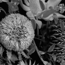 australian forest crimson and sage mono detail