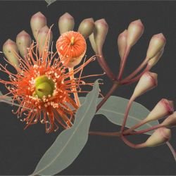 australian forest simple pleasures moody detail