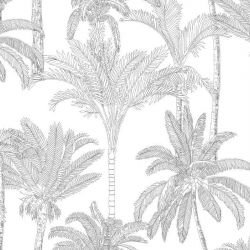 palm jungle silhoutte day