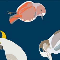 native fauna bright birds navy detail