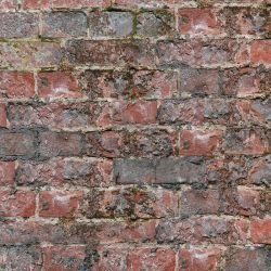 brick walls algae brick