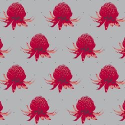 days splendour waratah pink