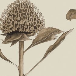 native waltz botanicalwaratahmural sepia 