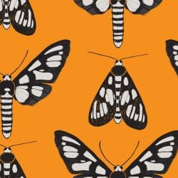 native waltz tigermoth turmeric 