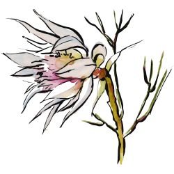 australian native doodles blushing beauty