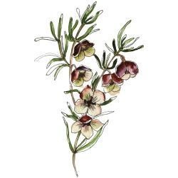 australian native doodles brown boronia