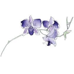 australian native doodles mauve orchid
