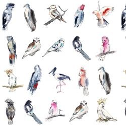 australian native doodles birds avian artistry