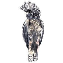 australian native doodles birds banksian cockatoo