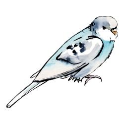 australian native doodles birds blue budgie