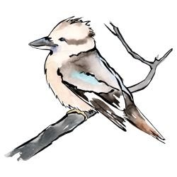australian native doodles birds blue winged kookaburra