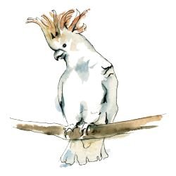 australian native doodles birds citron crested cockatoo