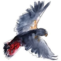 australian native doodles birds gliding red tail cockatoo