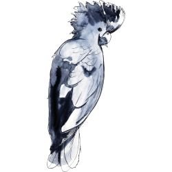 australian native doodles birds glossy black cokatoo