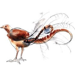 australian native doodles birds lyre lyre