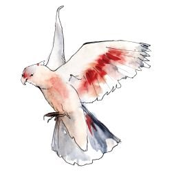 australian native doodles birds major mitchell in flight