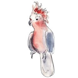 australian native doodles birds major mitchell perched