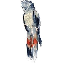 australian native doodles birds red tail black cockatoo