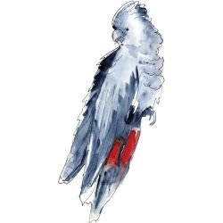 australian native doodles birds red tail cockatoo sitting