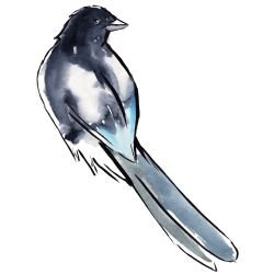 australian native doodles birds wagtail