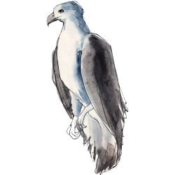 australian native doodles birds white bellied sea eagle