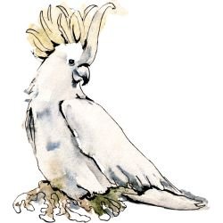 australian native doodles birds yellow crested cockatoo