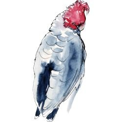 australian native doodles scarlet crest cockatoo