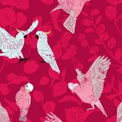 australian natives galahs and cockatoos vibrant  