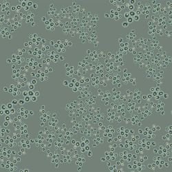 whadjuk dreaming my country bottlebrush sprays stone