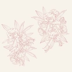 flower doodles mural native peonies dusty pink eggshell