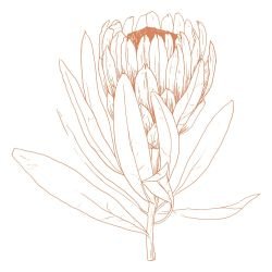 flowing flora protea poise sunset
