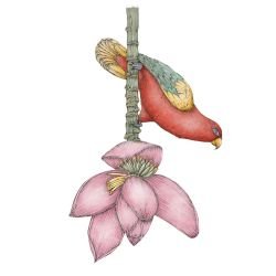 textured tropics parrot flower single pink red