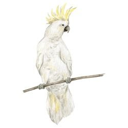 watercolour wildlings cockatoo profile white