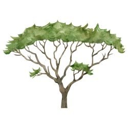 watercolour wildlings umbrella acacia